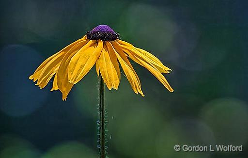 Droopy Black-eyed Susan_25651.jpg - Photographed along the Rideau Canal Waterway at Chaffeys Locks, Ontario, Canada.